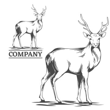 Deer illustration in hand drawn style, vector file, color is easy to edit, can be use for logo, icon, t-shirt design or any your design project