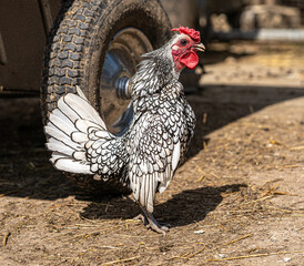 Male Sebright English Bantum Low Level Macro Close up View in mid cry cock o doodle doo
