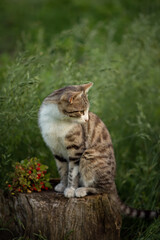 Photo of a tabby cat in the green grass.