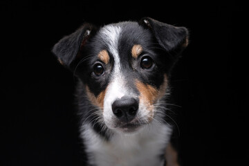 funny border collie puppy. The dog portrait