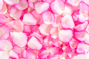 Obraz premium Rose petals