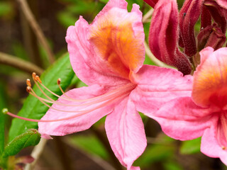 flowers of a magnolia with special color
