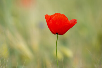 Obraz premium Poppy flower close-up against a green background