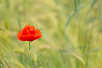 Obraz premium Poppy flower against a wheat field