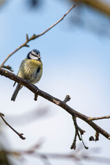 Blue Tit perched on branch with blue sky behind