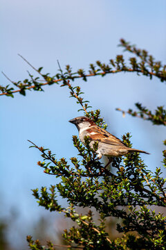Male House Sparrow (Passer domesticus) perched in green leaves with blue sky behind