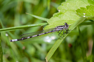 White-legged Damselfly resting on a blade of grass, photographed in the UK