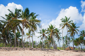 Fototapeta na wymiar white sandy beaches on the island with coconut palms above the sea waves 