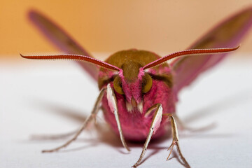 Elephant Hawkmoth close up of face, with clear green eyes showing