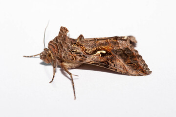Silver Y moth side on view, isolated on a clean white background