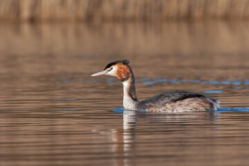 Great Crested Grebe swimming left on brown water