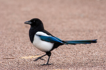 Mag Pie (Eurasian) Pica Pica - walking on footpath