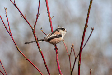Long-tailed Tit perched on red branches, looking right