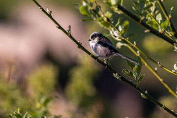 Long Tailed Tit looking left