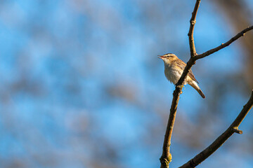 Sedge Warbler perched on branch looking left