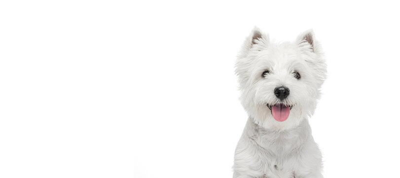 Portrait of cute white beautiful West Highland Terrier running isolated on white background