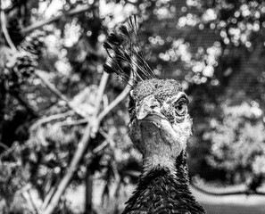 Peafowl Peahen Pheasant female low level portrait head shot macro view showing eye with reflection and head and neck feathers
