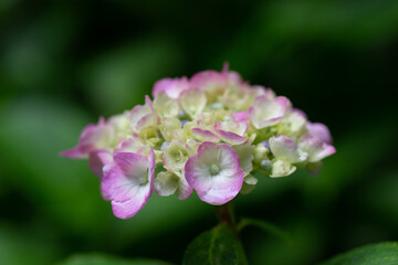 雨の紫陽花