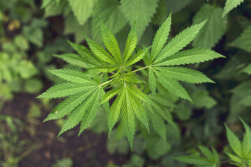 Leaves of cannabis marijuana plant. Medical plant.