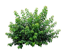 Obraz premium Tropical plant flower bush tree isolated on white background with clipping path