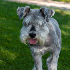 Portrait of a Schnauzer Dog with green grass background