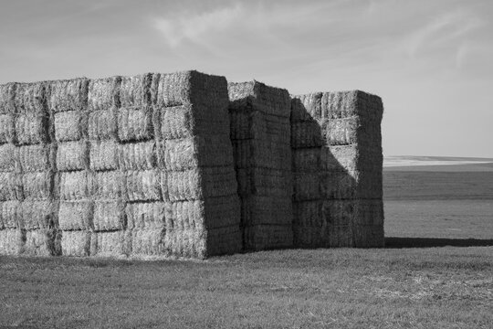 Large stack of hay bales, black and white