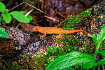 Red Spotted Newt on a tree fence line after a spring rain. From our yard in Windsor in Broome County in Upstate NY. Orange Newt with green moss and plants in the background. - obrazy, fototapety, plakaty