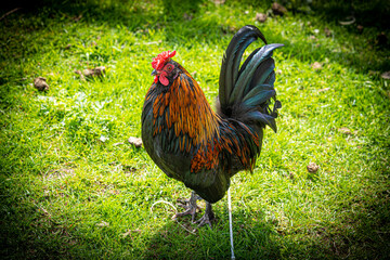 Close up low level view of male rooster bantam Rhode Island cockerel showing black and gold feathers and red crown