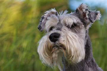Portrait of a Schnauzer Dog with green blurry background