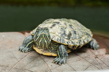 Red-eared turtle on a stone in natural environment