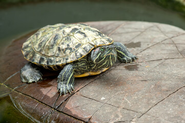 Red-eared turtle on a stone in natural environment