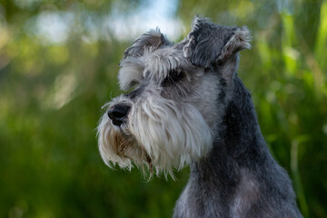Portrait of a Schnauzer Dog with blurry background 