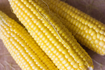 ear of corn close up, seasonal vegetable sweet corn tasty and healthy