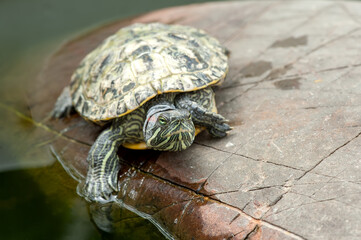 Red-eared turtle on a stone in natural environment