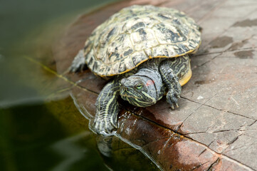 Red-eared turtle on a stone in natural environment