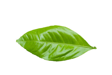 Obraz premium Green young leaf of tangerine tree isolated on white background