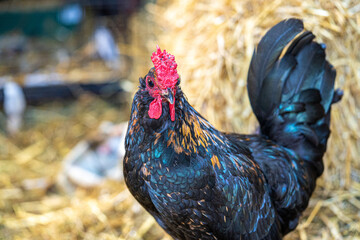 Close up low level view of male rooster bantam Rhode Island cockerel showing black and gold...