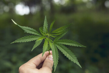 Cannabis branch, marijuana in hand. Legal Marijuana cultivation in the home.