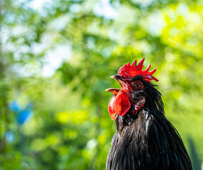 Close up low level view of male rooster bantam Rhode Island cockerel showing black and gold feathers and red crown crowing wake up call cock o doodle doo
