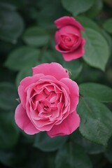 Blooming pink rose and rose bud on green leaves background.