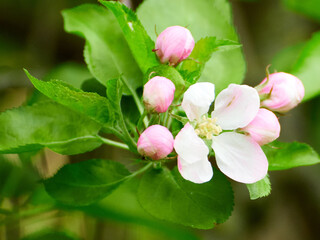 beautiful little flower with leaves