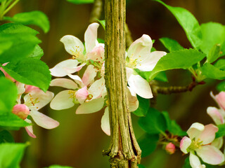 beautiful little flowers behind a branch with soft bokeh