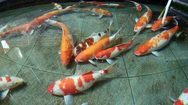 Fisheye perspective high angle view of multi colour koi fishes swim in clear water pond