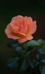 Rose blooming in sady garden, salmon-pink rose blooming.