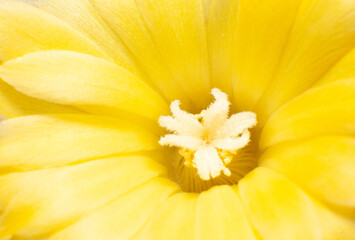 Yellow cactus flower open, close-up.
