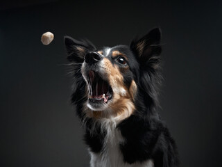 the dog catches food. expressive tricolor Border Collie. funny pet on black background