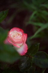 Rose Nostalgie with red to white petals hiding in summer garden, bokeh leaves and background.
