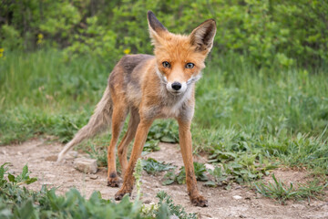 Portrait of a red fox Vulpes vulpes in the wild