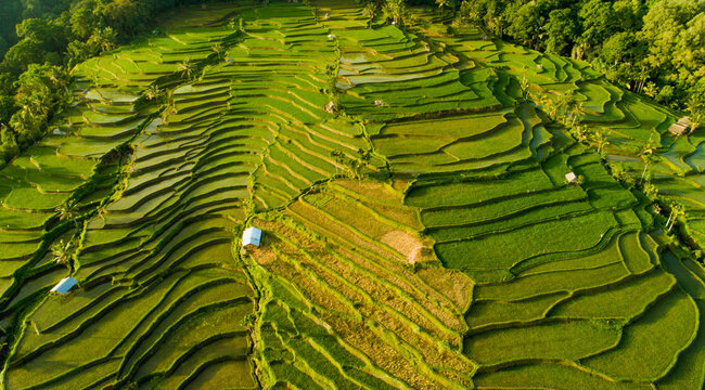 Scenic View Of Rice Field