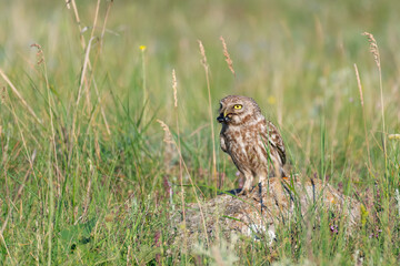 Little owl Athene noctua standing in the grass with a beetle in its beak